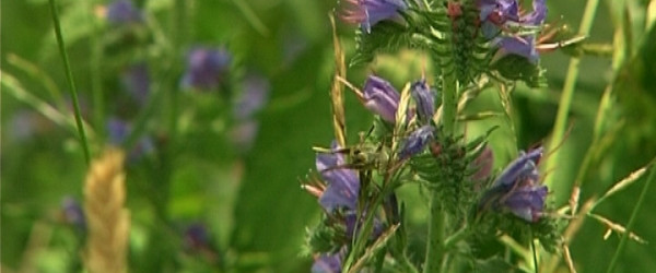 Biosph&auml;rengebiet Schw&auml;bische Alb (Quelle: RIK)