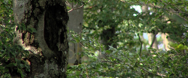 Baum (Quelle: RIK)