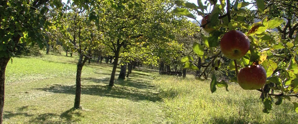 Streuobstwiesen (Quelle: RIK)