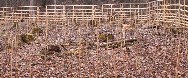 Baumspende im Schonwald (Quelle: RIK)