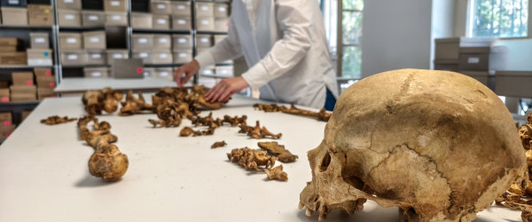 Anthropologische Untersuchung eines Skeletts vom fr&uuml;hmittelalterlichen Fundplatz Altheim bei Landshut an der Staatsammlung f&uuml;r Anthropologie M&uuml;nchen (SAM) (Quelle: Foto/?: Harbeck/SAM)