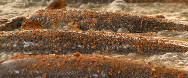Gebratene Fische (Quelle: RIK)